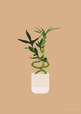 Lucky Bamboo Illustration