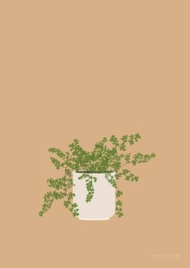 Maidenhair Fern