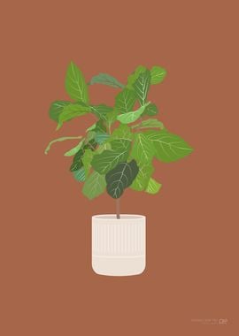 Fiddle Leaf Fig Plant