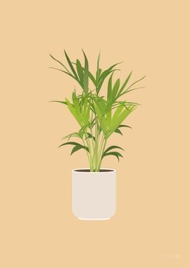 Kentia Palm Illustration