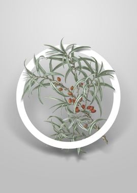 Common Sea Buckthorn Art