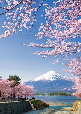 Sakura Branches and Fuji 