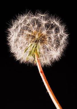 Macro of a dandelion