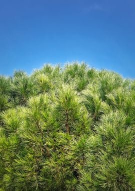 green pine and blue sky