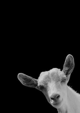 Funny Goat Animal