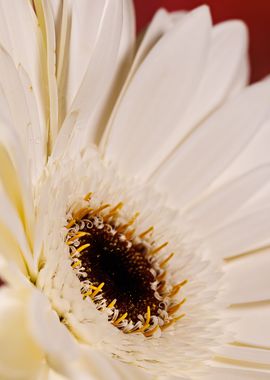 Macro of a gerbera flower