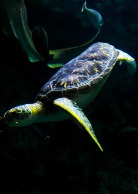 Turtle