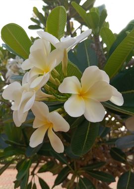 Frangipani