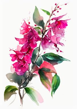 Bougainvillea Flowers