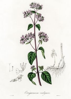 Origanum vulgare