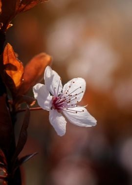 Japanese cherry blossoms