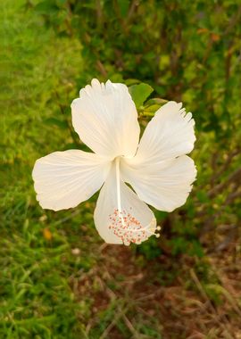 White Hibiscus