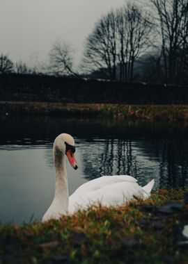 Swan on the Canal