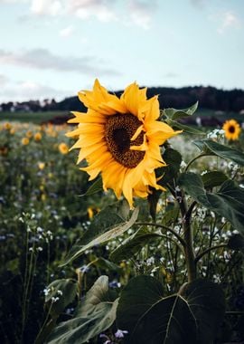 Sunflowers in Field Nature