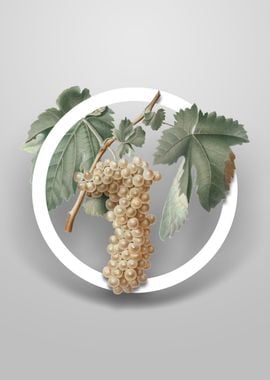 Trebbiano Grapes Flower