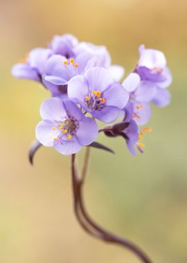 A bouquet of purple flower