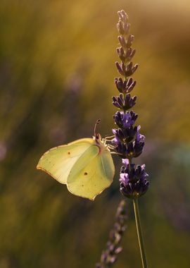 Yellow butterfly on flower