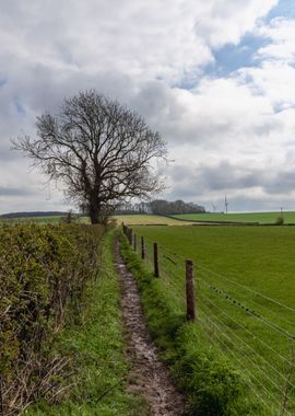 Path in the Country