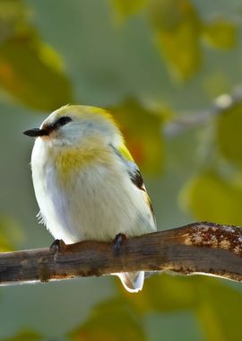 A beautiful White Bunting