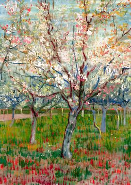 Apricot Trees