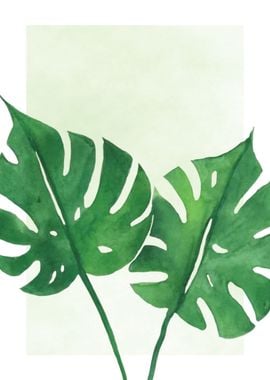 Philodendron