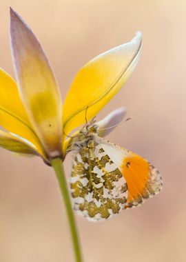 Spring butterfly