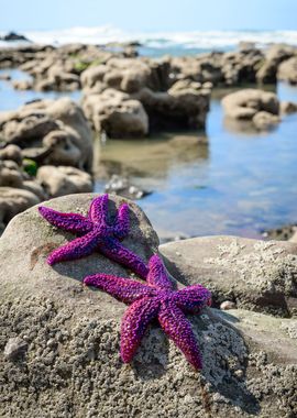 Starfish on a Beach