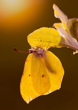 Yellow butterfly