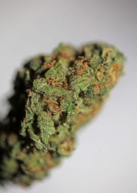 Cannabis medical bud macro