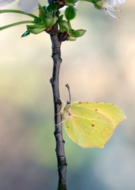 Yellow butterfly