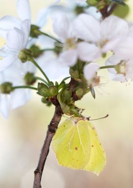 Spring yellow butterfly