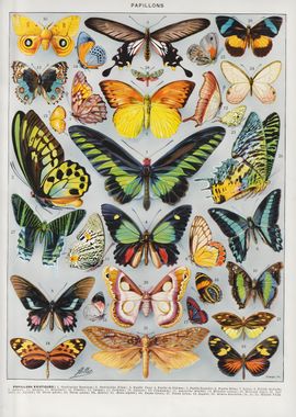 Vintage Butterfly