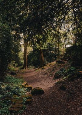 Dark Forest Tracks