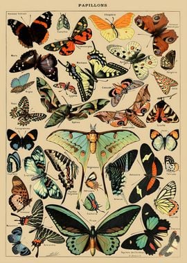 Vintage Butterfly