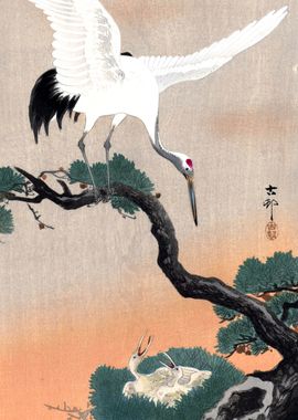 Japanese Crane on Branch