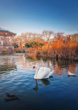 Closeup swan and wild duck