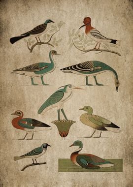 Egypt Bird Drawing 3