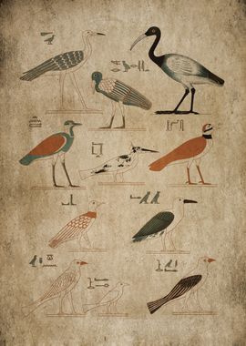 Egypt Bird Drawing