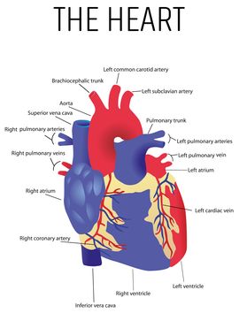 Heart Anatomy