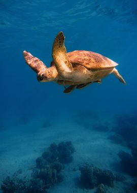 Floating turtle in Egypt