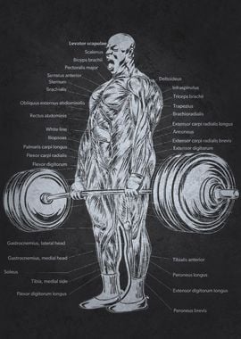 Ronnie Deadlift Anatomy