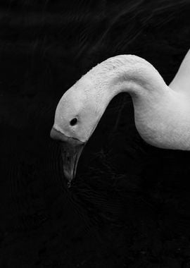 animal black ground goose