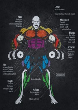 Ronnie Muscle Anatomy