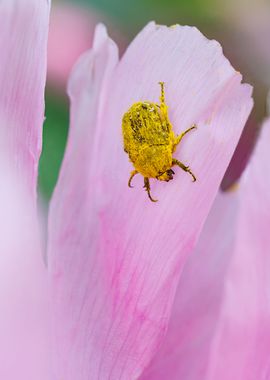 Cockchafer on a flower