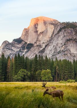 Yosemite National Park