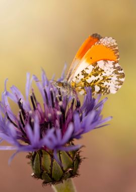 Spring butterfly