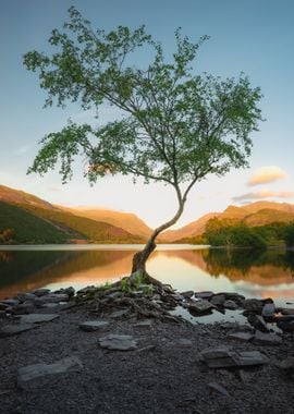 Lone Tree