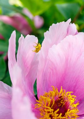 Cockchafer on a flower