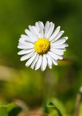 Macro of daisy flower