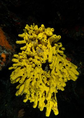 Underwater sponge